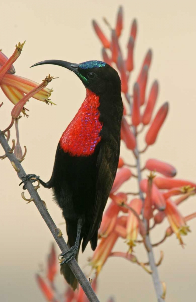 Art Print: Tanzania, Ndutu Scarlet-breasted sunbird on limb