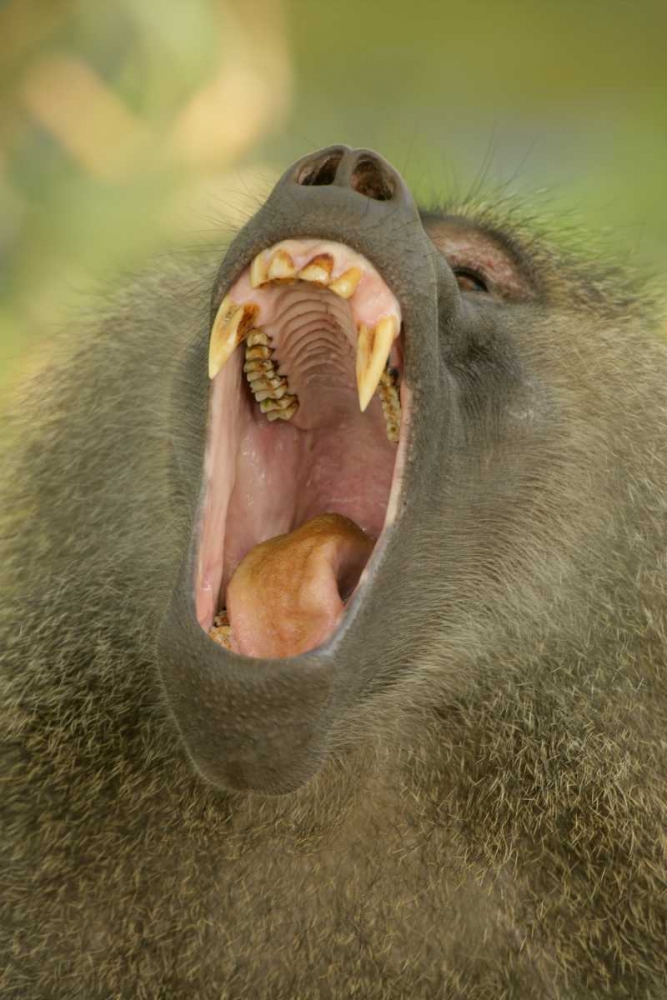 Art Print: Tanzania, Lake Manyara Olive baboon yawning