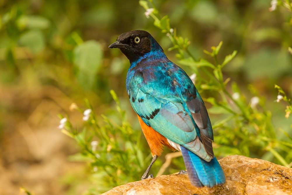 Art Print: Africa-Tanzania-Serengeti National Park Superb starling close-up 