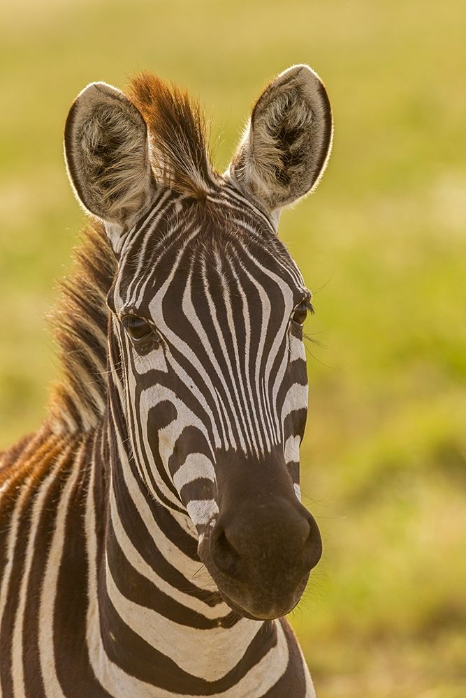 Wall Art Painting id:398858, Name: Africa-Tanzania-Serengeti National Park Close-up of young plains zebra , Artist: Jaynes Gallery