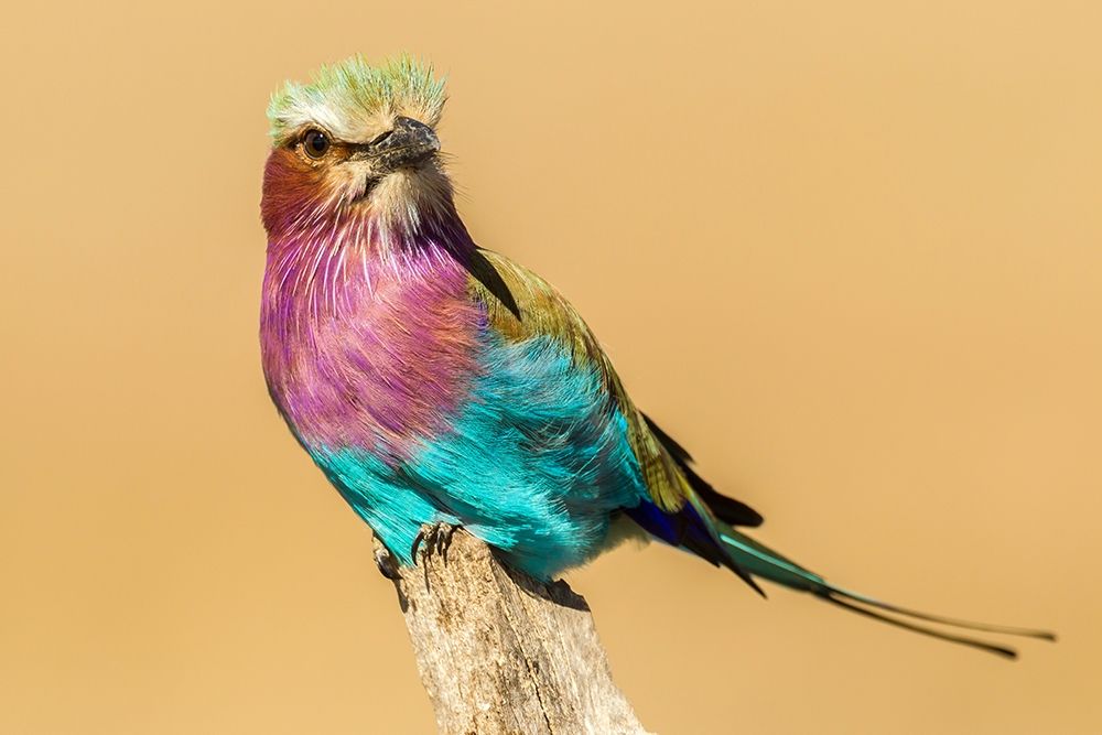 Art Print: Africa-Tanzania-Serengeti National Park Lilac-breasted roller bird close-up 