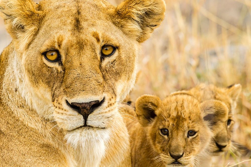 Art Print: Africa-Tanzania-Serengeti National Park African lioness and cubs 