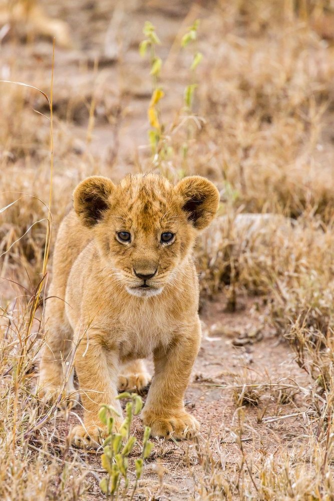 Art Print: Africa-Tanzania-Serengeti National Park African lion cub close-up 