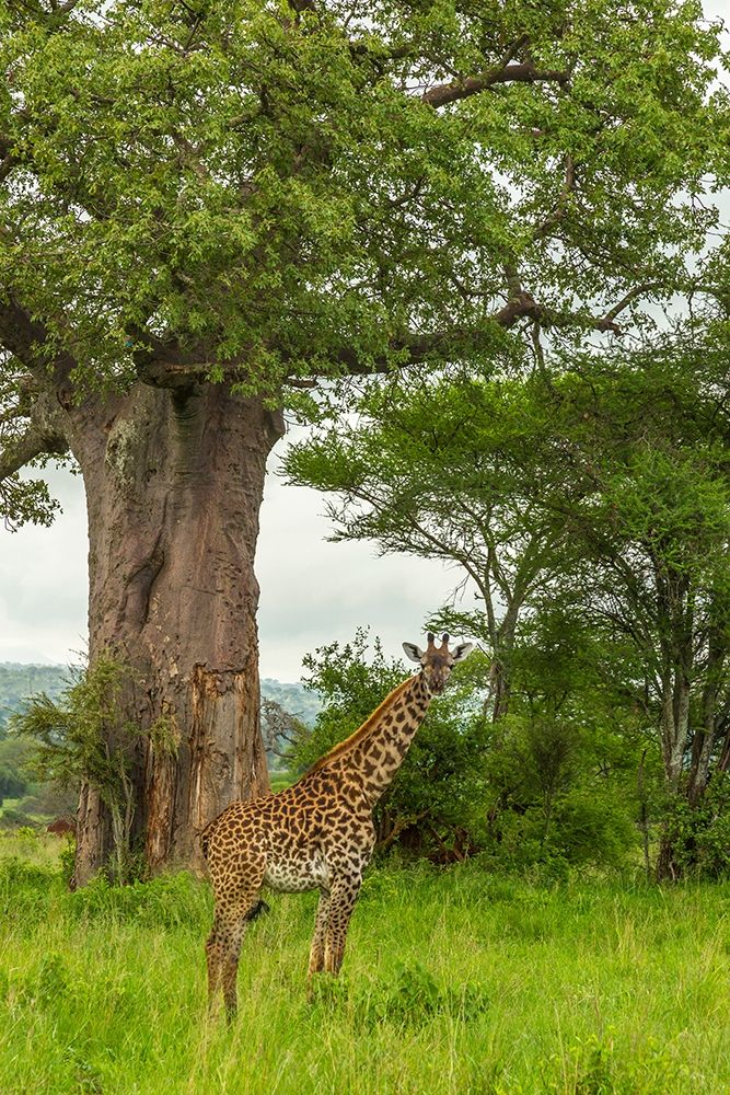 Art Print: Africa-Tanzania-Tarangire National Park Maasai giraffe and large tree 