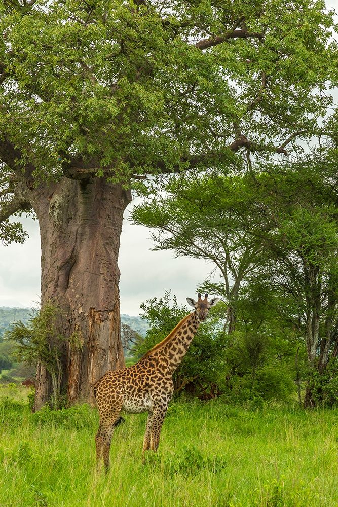 Wall Art Painting id:398868, Name: Africa-Tanzania-Tarangire National Park Maasai giraffe and large tree , Artist: Jaynes Gallery