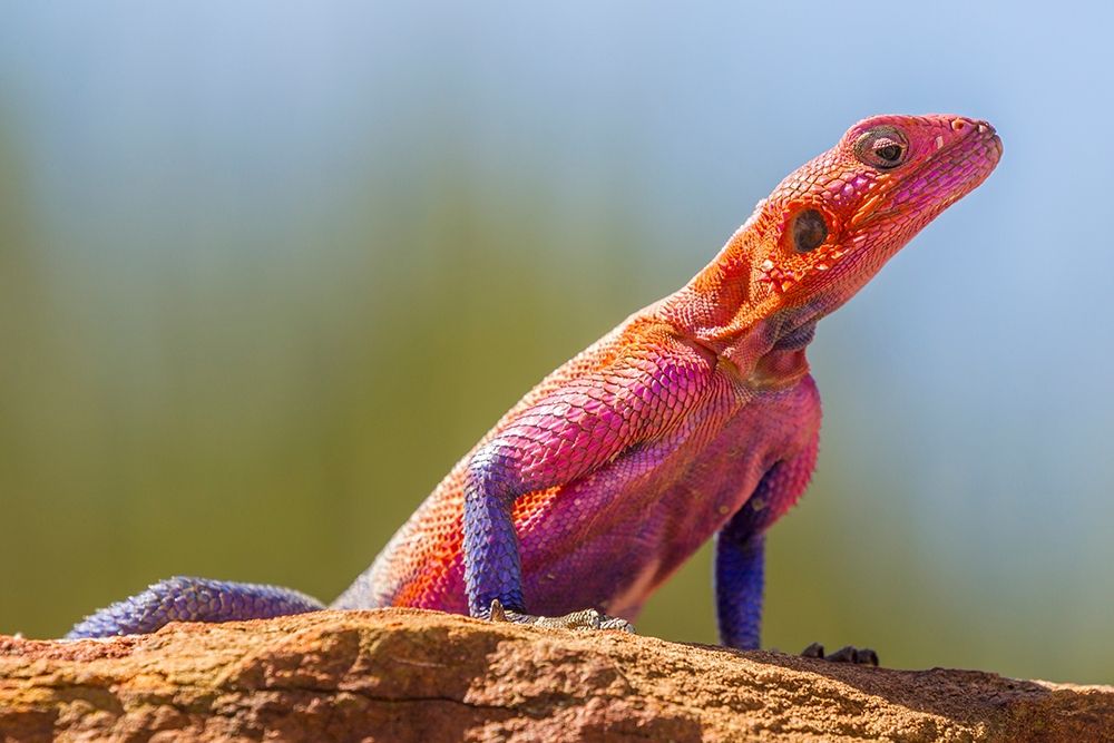 Art Print: Africa-Tanzania-Serengeti National Park Agama lizard close-up 