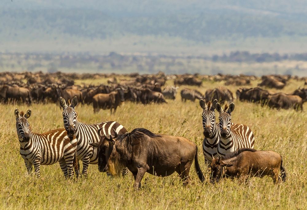 Wall Art Painting id:398871, Name: Africa-Tanzania-Serengeti National Park Migration of zebras and wildebeests , Artist: Jaynes Gallery