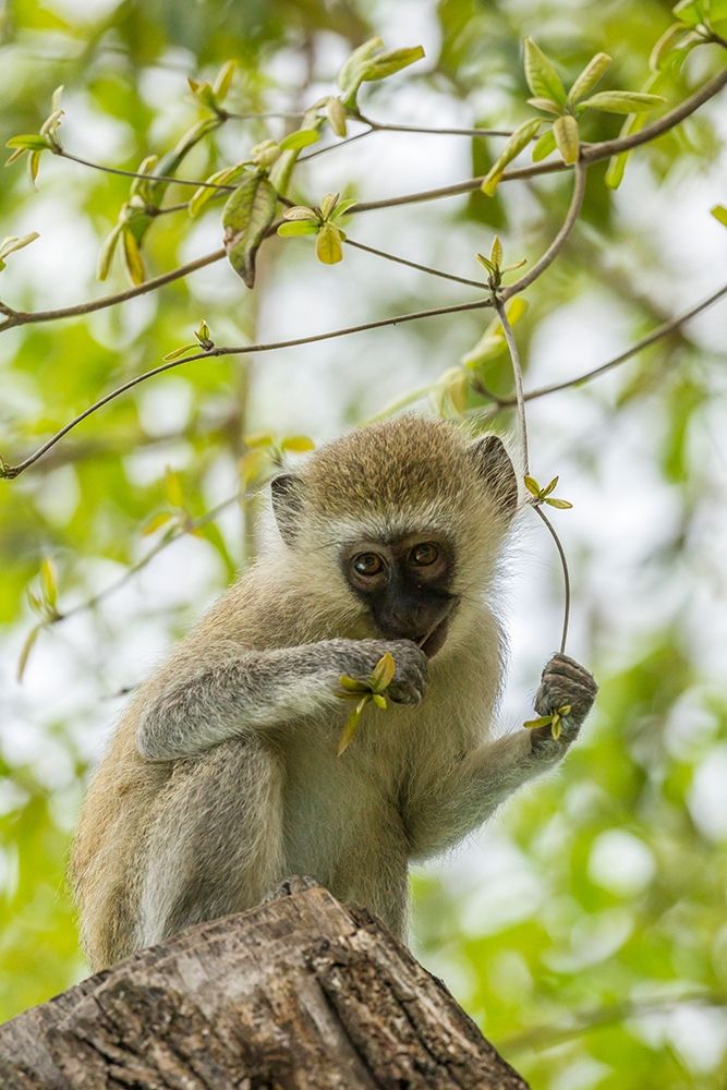 Art Print: Africa-Tanzania-Tarangire National Park Young vervet monkey close-up 