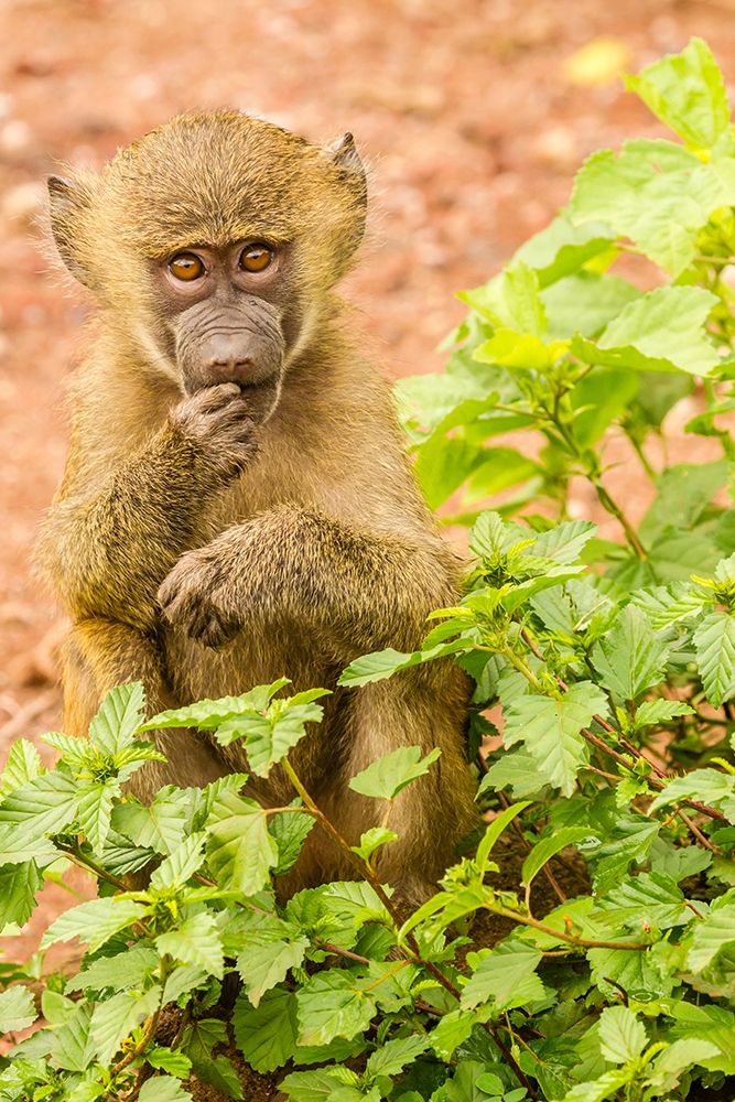 Art Print: Africa-Tanzania-Lake Manyara National Park Olive baboon baby close-up 