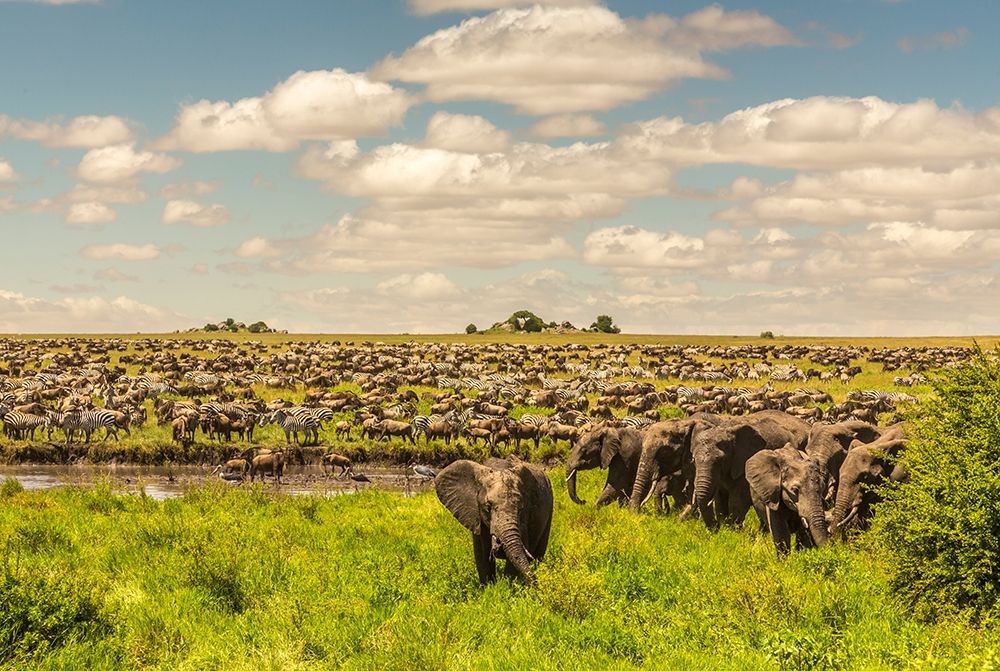 Art Print: Africa-Tanzania-Serengeti National Park Migration of zebras and wildebeests with elephant herd 