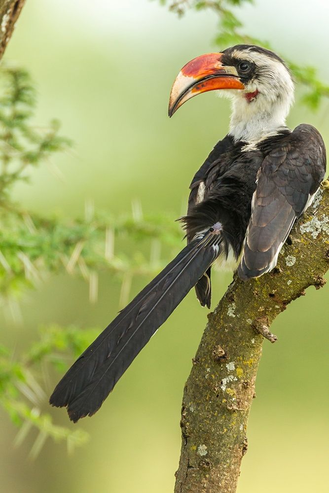 Art Print: Africa-Tanzania-Tarangire National Park Von der Deckens hornbill bird close-up 