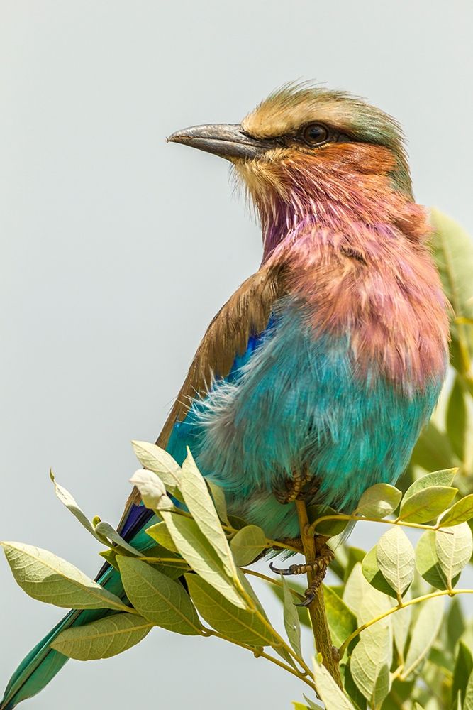 Art Print: Africa-Tanzania-Tarangire National Park Lilac-breasted roller close-up 