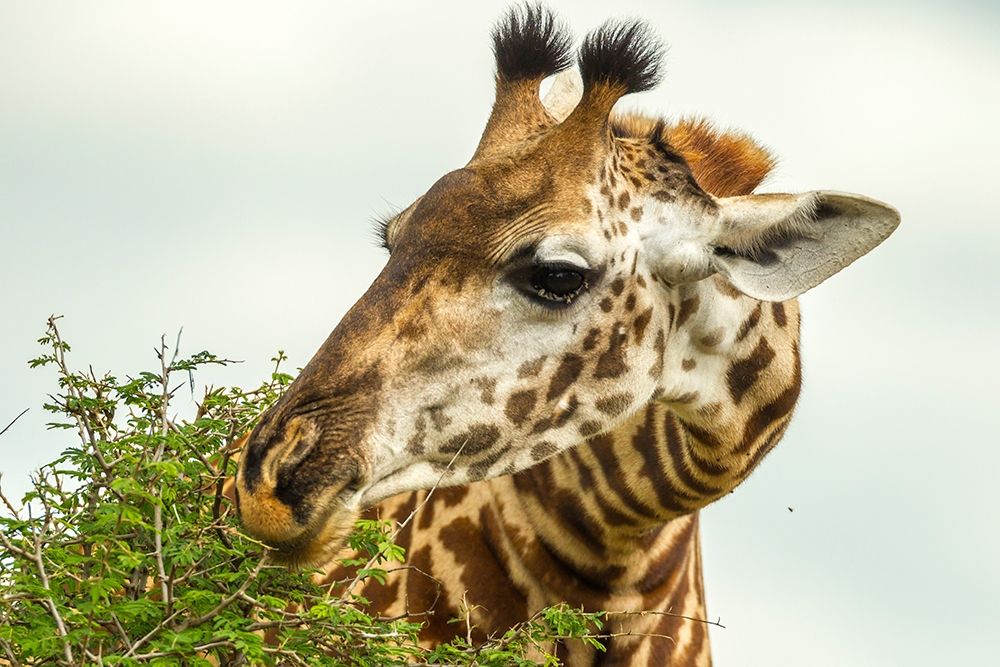 Art Print: Africa-Tanzania-Tarangire National Park Maasai giraffe eating tree leaves 