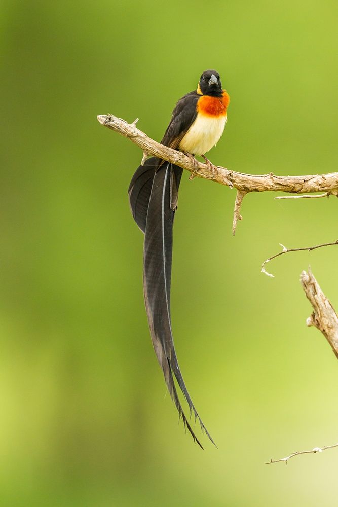 Art Print: Africa-Tanzania-Tarangire National Park Paradise whydah bird on limb 