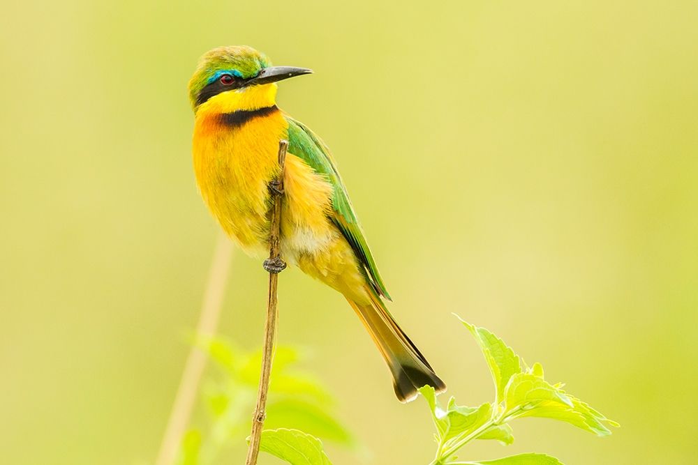 Art Print: Africa-Tanzania-Tarangire National Park Little bee eater close-up 