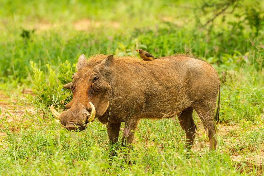 Art Print: Africa-Tanzania-Tarangire National Park Warthog with yellow-billed Oxpecker grooming him 