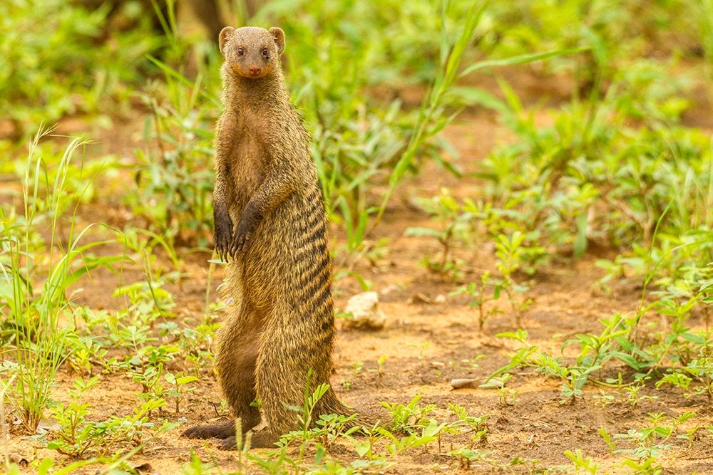 Art Print: Africa-Tanzania-Tarangire National Park Banded mongoose close-up 