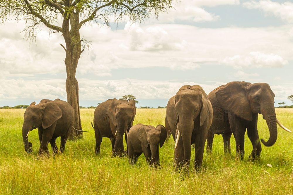 Art Print: Africa-Tanzania-Tarangire National Park African elephant adults and young 