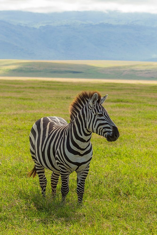 Art Print: Africa-Tanzania-Ngorongoro Crater Plains zebra in field 