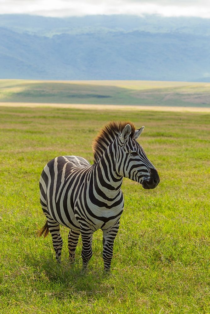 Wall Art Painting id:398893, Name: Africa-Tanzania-Ngorongoro Crater Plains zebra in field , Artist: Jaynes Gallery
