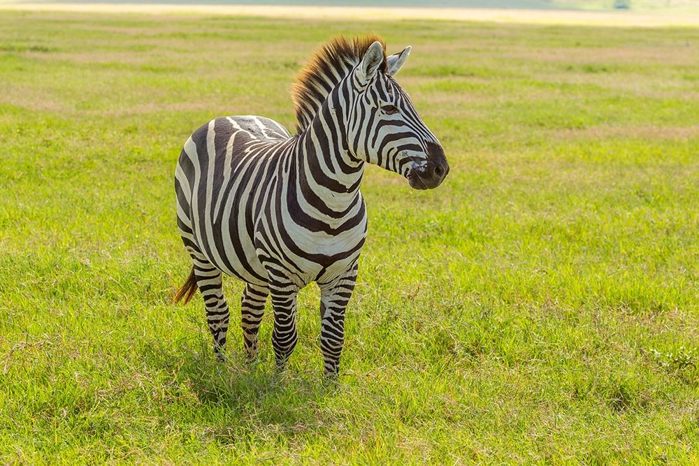 Art Print: Africa-Tanzania-Ngorongoro Crater Plains zebra in field 
