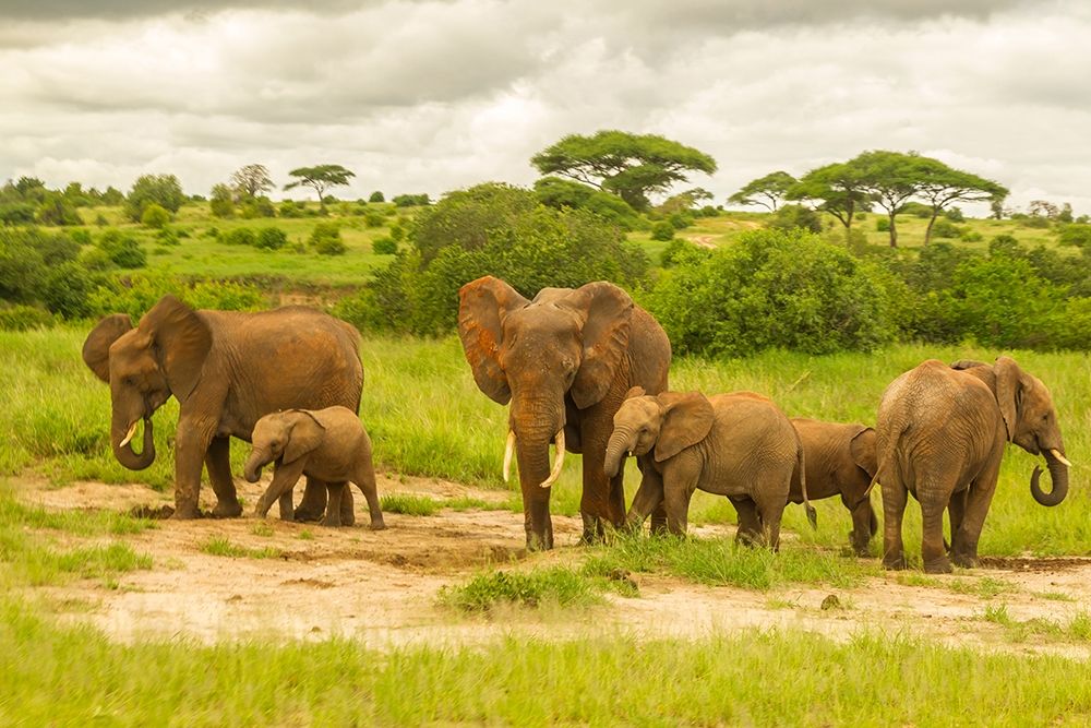Art Print: Africa-Tanzania-Tarangire National Park African elephant adults and young 