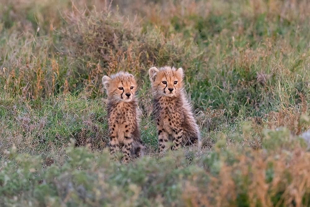 Art Print: Africa-Tanzania-Serengeti National Park Baby cheetahs close-up 