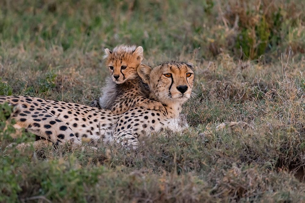 Art Print: Africa-Tanzania-Serengeti National Park Mother cheetah and baby 
