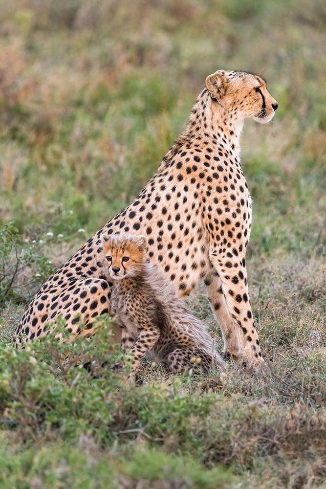 Art Print: Africa-Tanzania-Serengeti National Park Mother cheetah and baby 