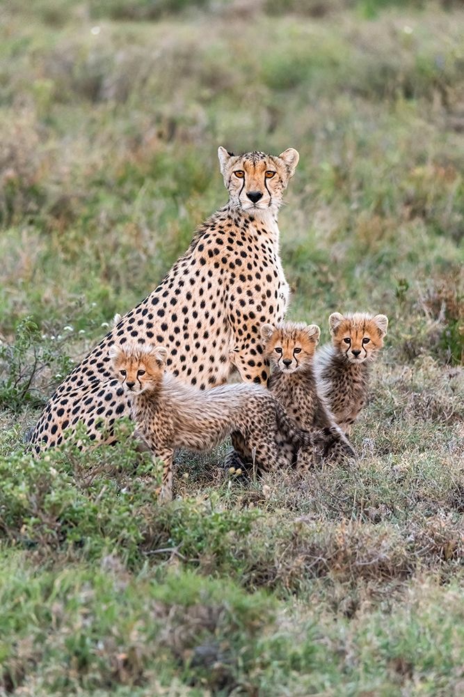 Art Print: Africa-Tanzania-Serengeti National Park Mother cheetah and young 