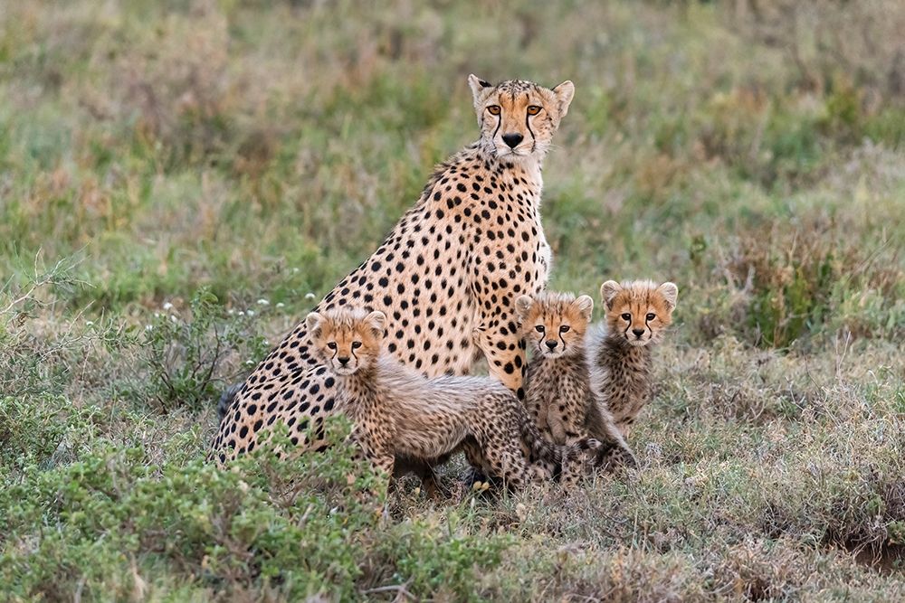 Art Print: Africa-Tanzania-Serengeti National Park Mother cheetah and young 