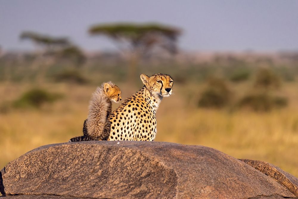Art Print: Africa-Tanzania-Serengeti National Park Mother cheetah and baby 