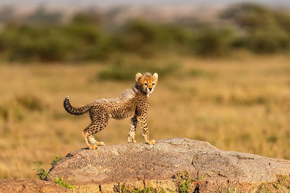 Art Print: Africa-Tanzania-Serengeti National Park Baby cheetah on boulder 