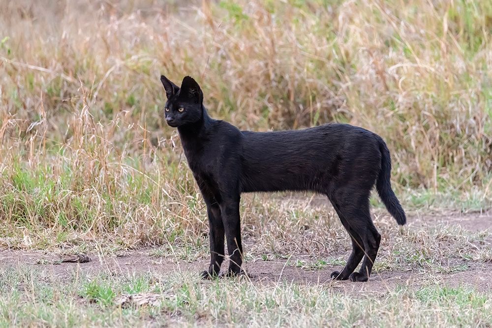 Art Print: Africa-Tanzania-Serengeti National Park Black serval cat in grass 