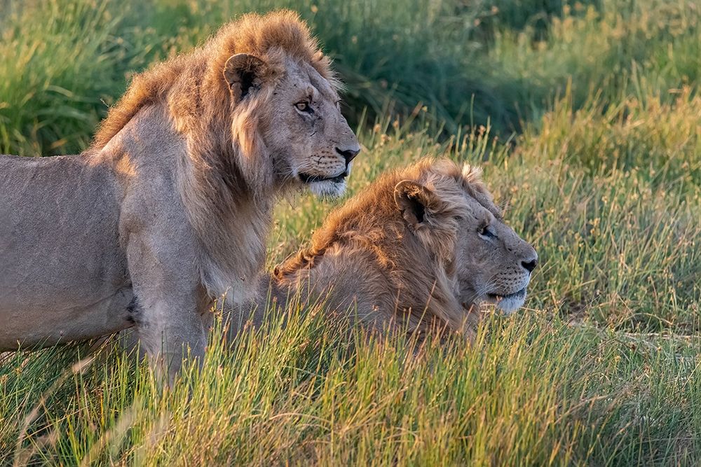 Wall Art Painting id:398908, Name: Africa-Tanzania-Serengeti National Park Male lions close-up , Artist: Jaynes Gallery