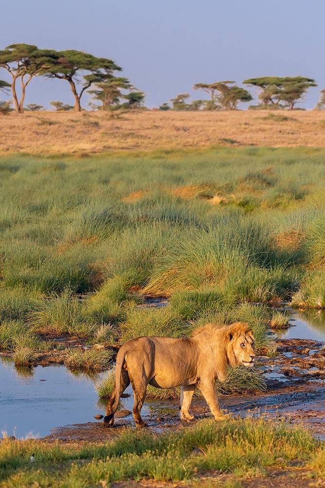 Art Print: Africa-Tanzania-Serengeti National Park Male lion and water 