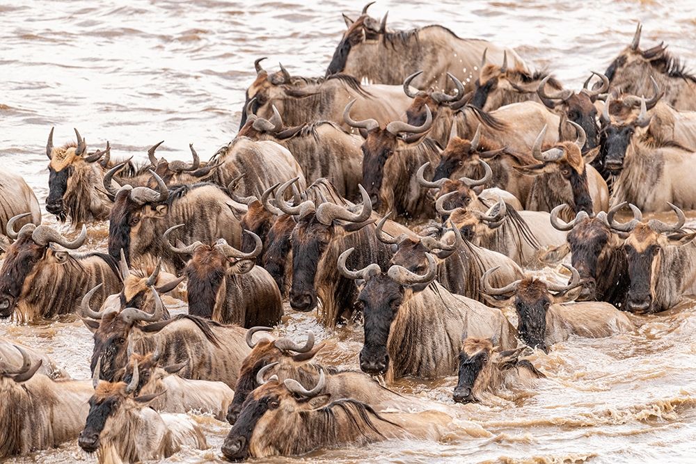 Art Print: Africa-Tanzania-Serengeti National Park Wildebeests crossing Mara River 