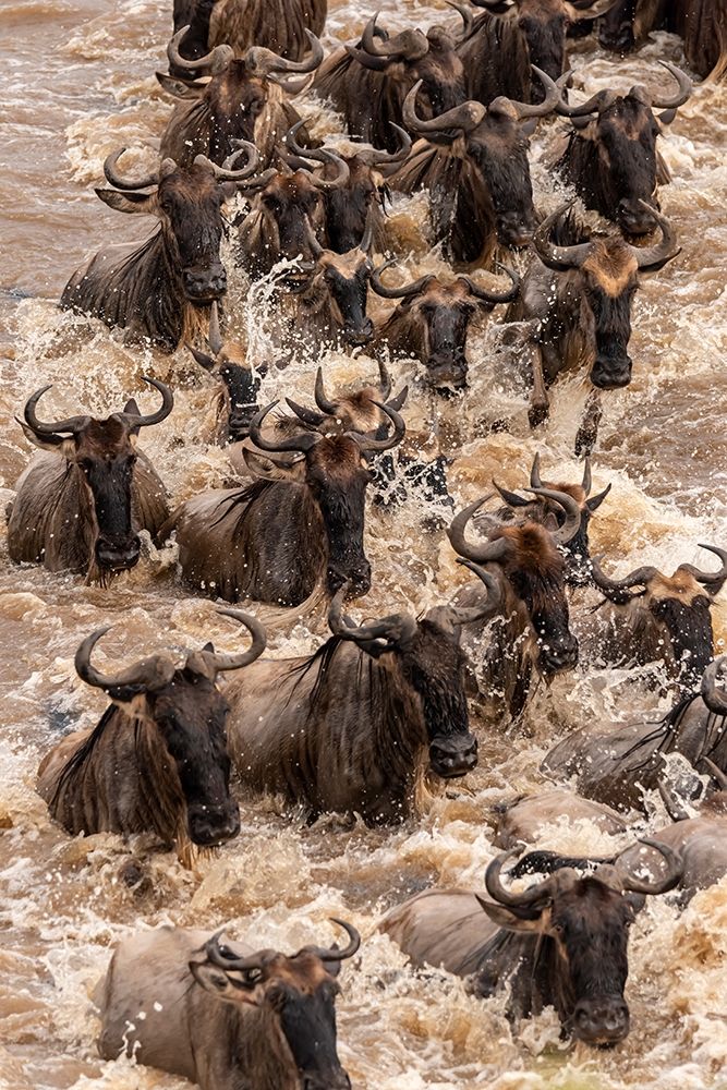 Art Print: Africa-Tanzania-Serengeti National Park Wildebeests crossing Mara River 