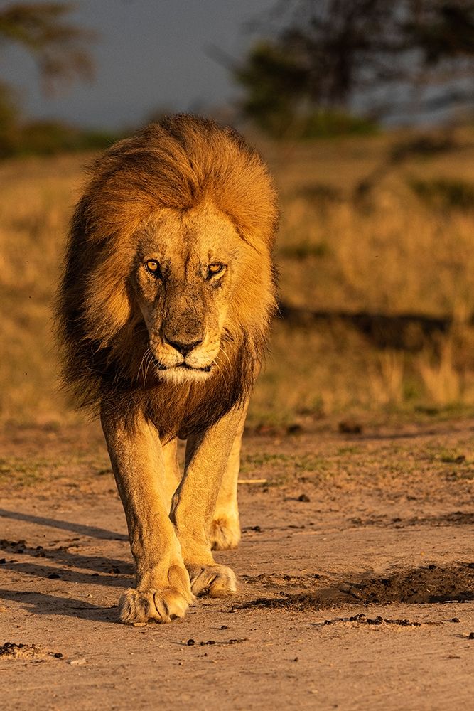 Art Print: Africa-Tanzania-Serengeti National Park Male lion close-up 