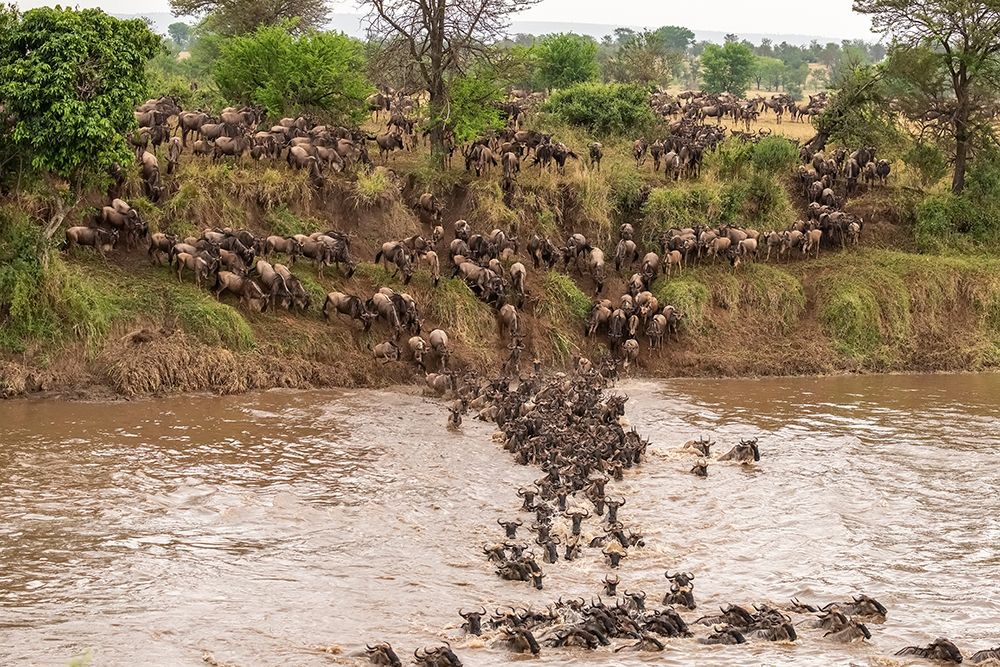 Art Print: Africa-Tanzania-Serengeti National Park Wildebeests crossing Mara River 