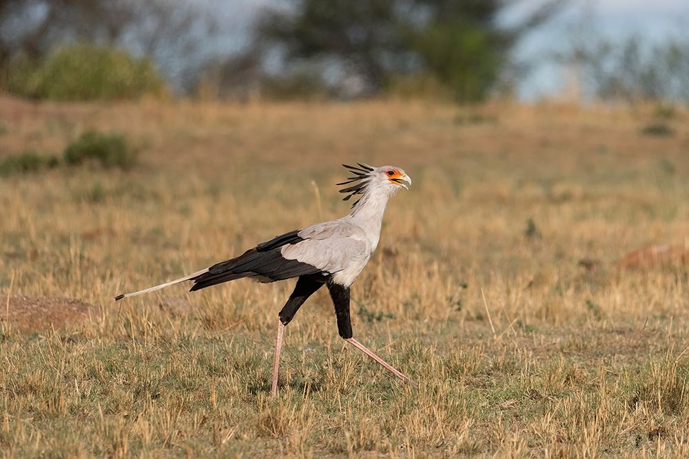 Art Print: Africa-Tanzania-Serengeti National Park Secretary bird 
