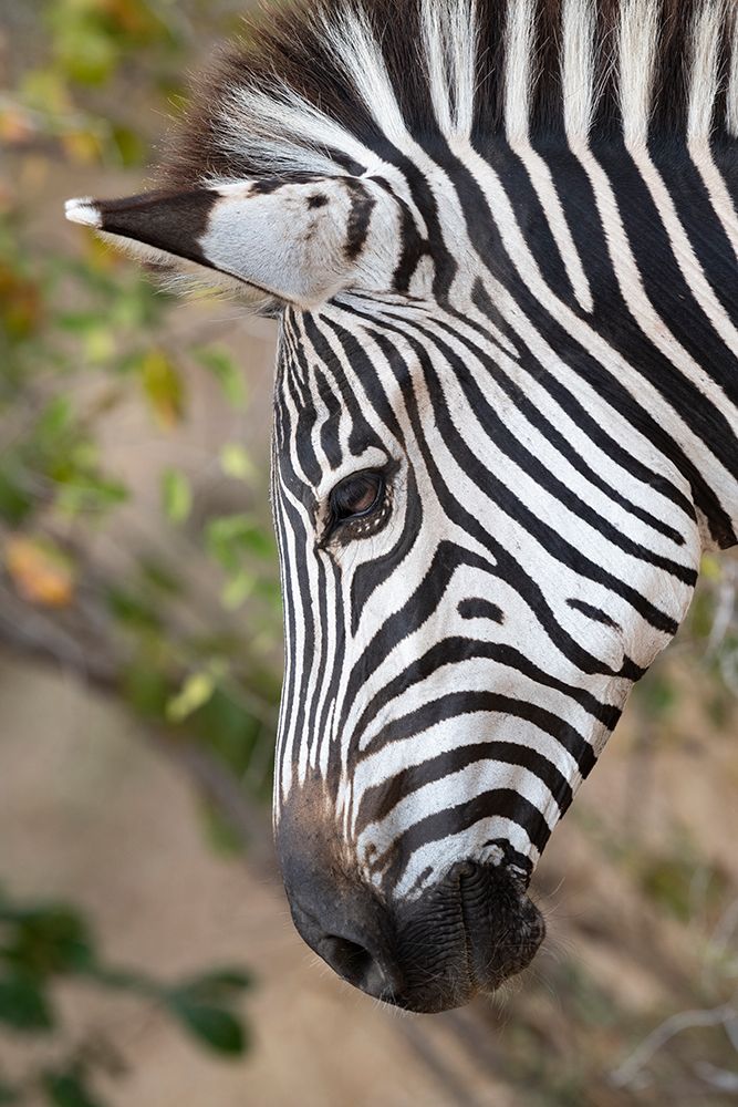 Art Print: Zambia-South Luangwa National Park. Crawshays zebra face detail