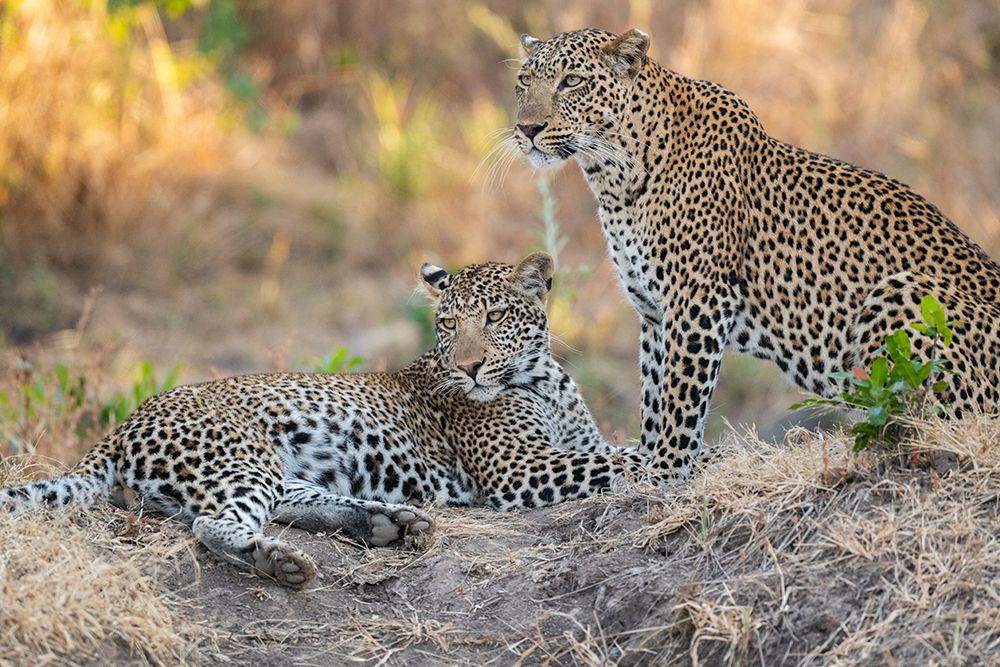 Art Print: Zambia-South Luangwa National Park. Mother leopard with grown male cub.