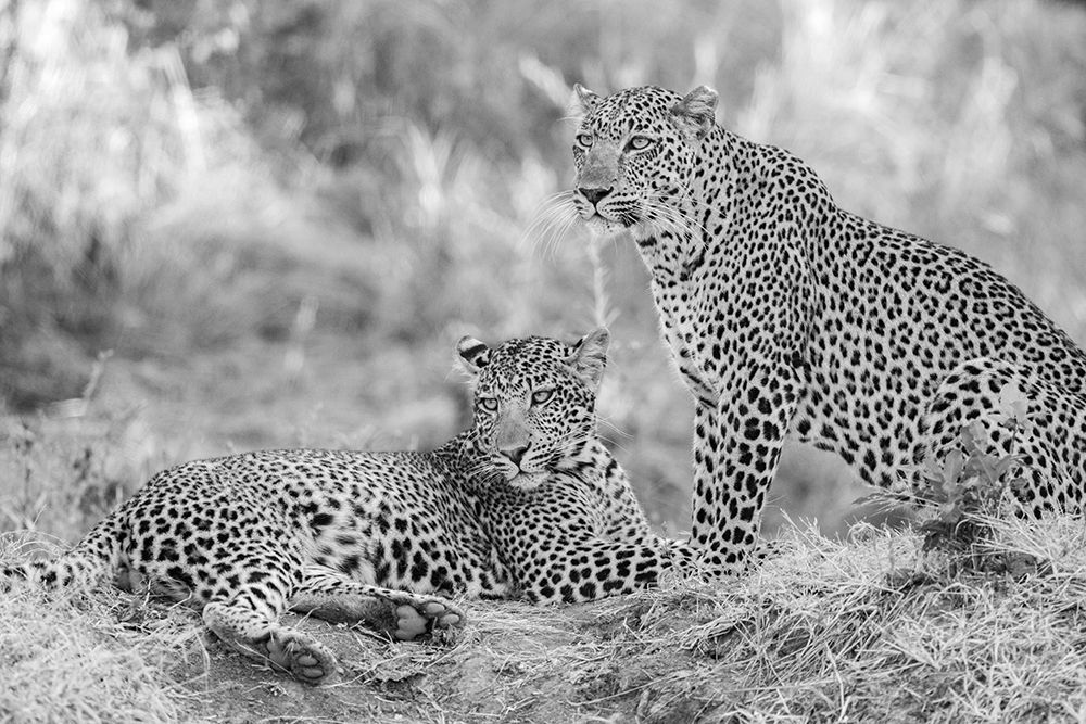 Art Print: Zambia-South Luangwa National Park. Mother leopard with grown male cub.