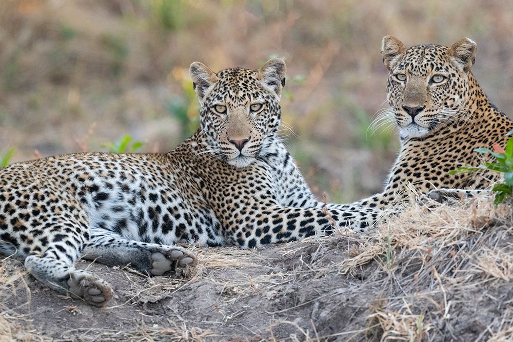 Art Print: Zambia-South Luangwa National Park. Mother leopard with grown male cub.