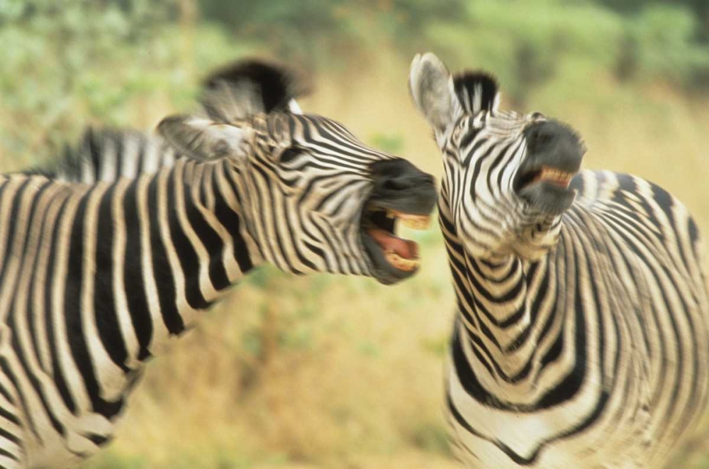 Art Print: Zimbabwe Two zebras in a dispute