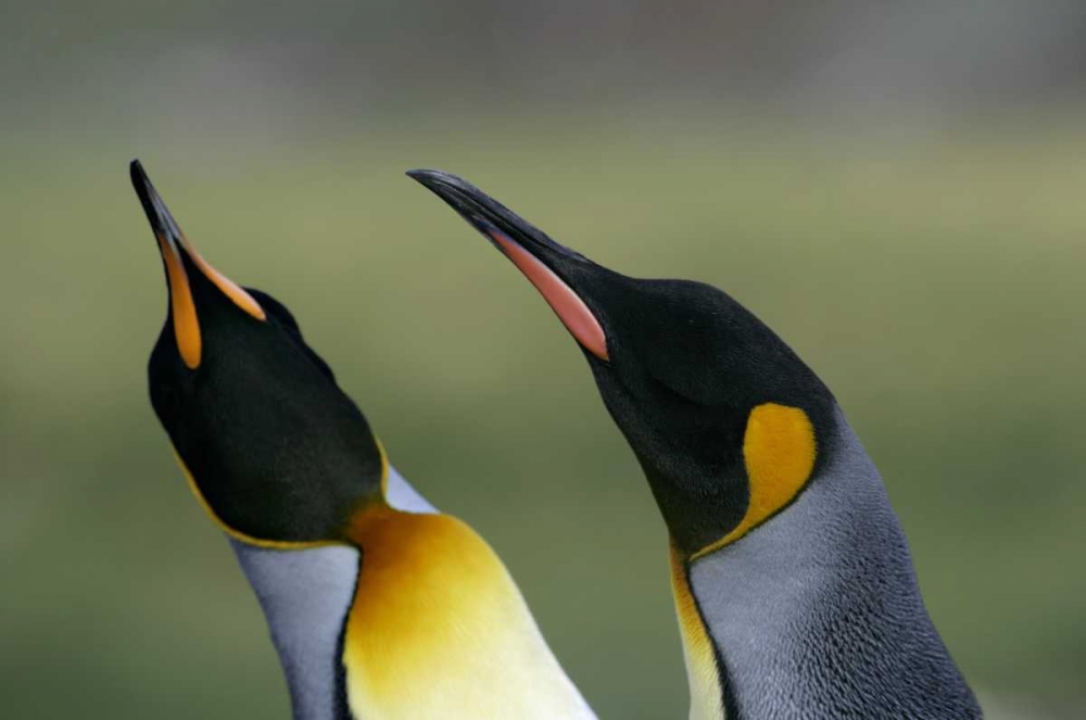 Art Print: South Georgia Isl King penguins in courtship