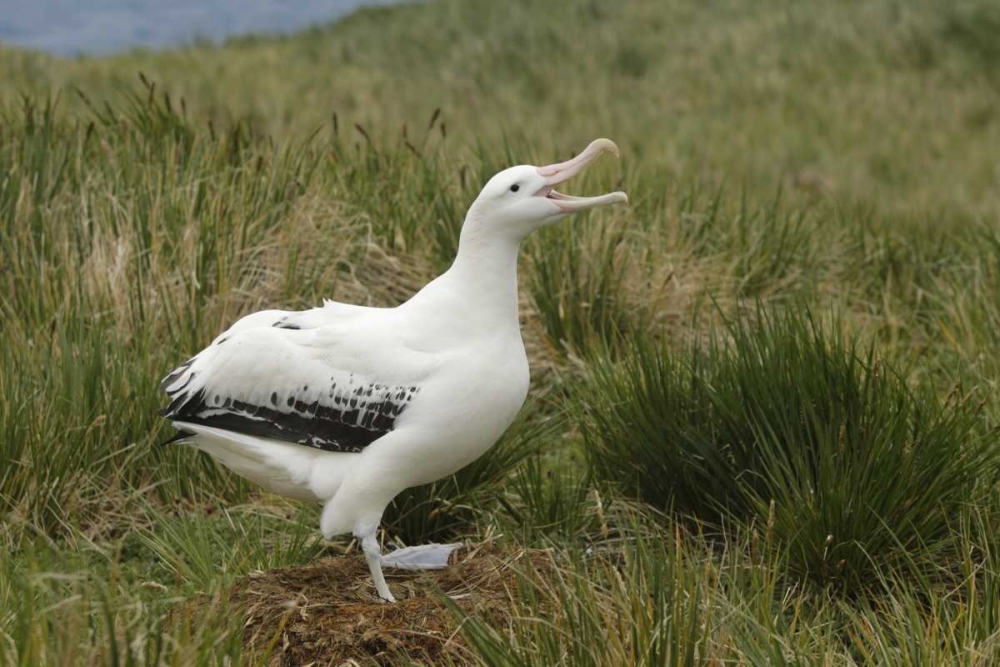 Art Print: South Georgia Isl, Prion Isl Wandering albatross