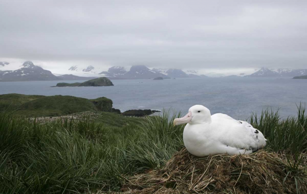 Art Print: South Georgia Isl, Prion Isl Wandering albatross