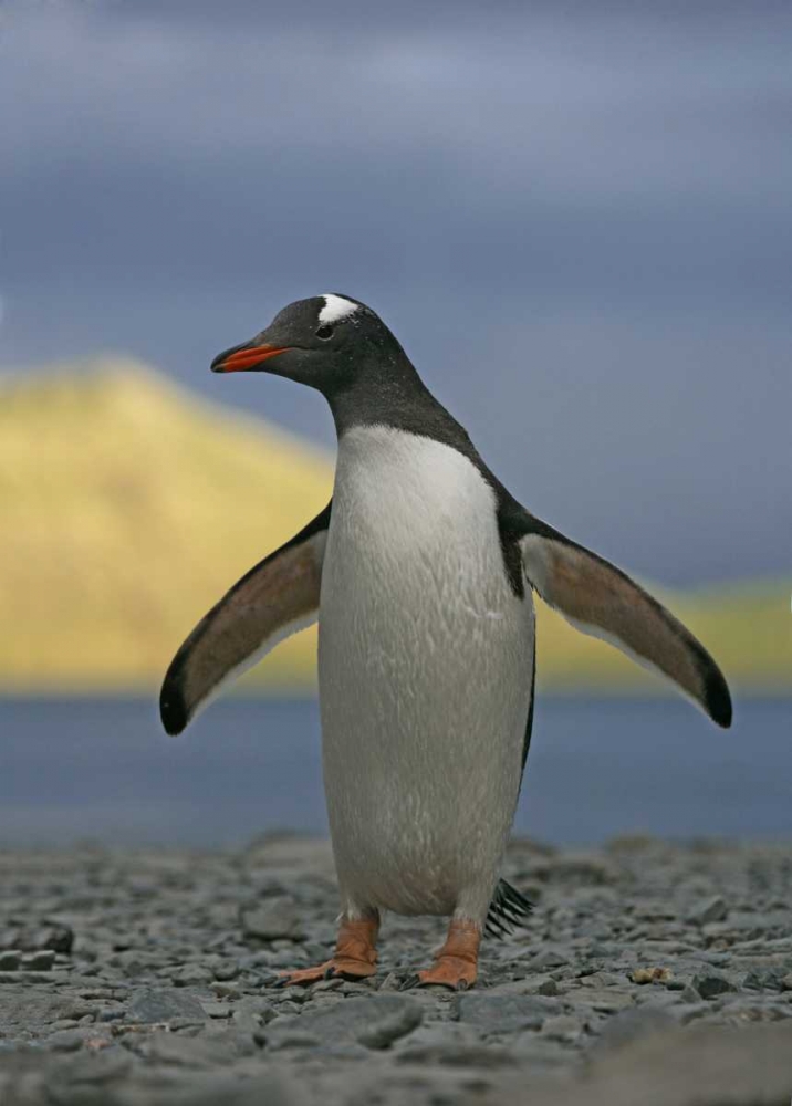 Art Print: South Georgia Isl, Stromess Bay Gentoo penguin